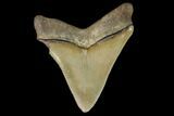 Serrated, Fossil Megalodon Tooth #124757-2